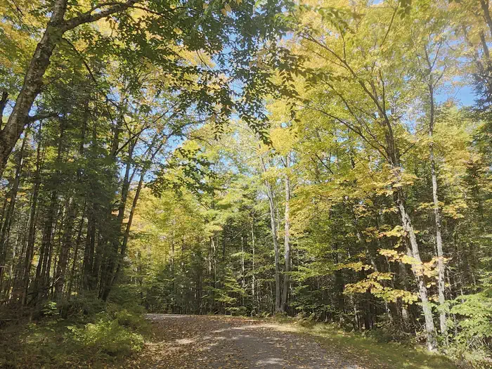Beaver Lake (chequamegon-nicolet Nf, Wi) — Road into Beaver lake