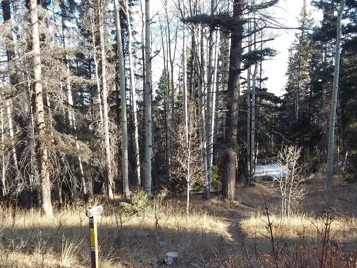 Hopewell Lake Campground — Hopewell lake forest trail