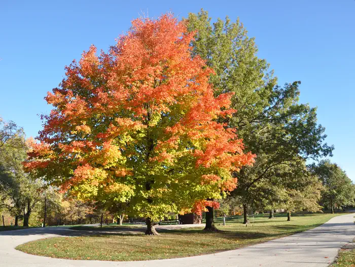 Acorn Valley — Acorn Valley