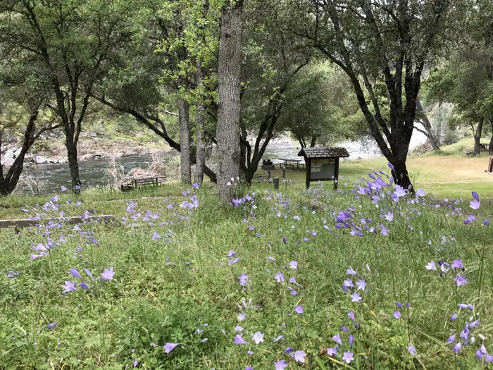 Willow Placer Campground — Willow Placer Campground in spring time