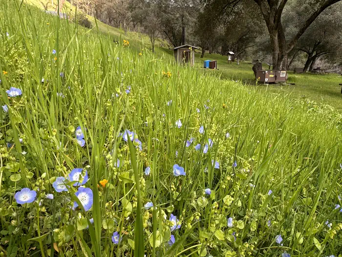 Willow Placer Campground — Willow Placer Campground—Baby Blue Eyes