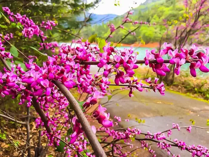 Ellery Creek — Ellery Creek Red Bud Blooms