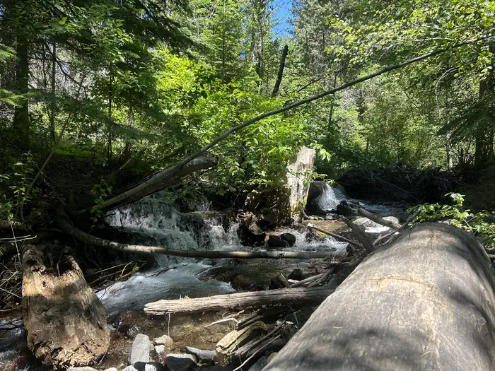 Brownlee — Brownlee creek flowing near the campground with green trees shading the creek.