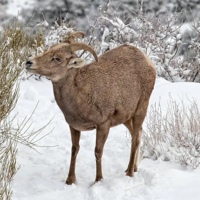Saddlehorn Campground — Female Desert Bighorn Sheep in Snow