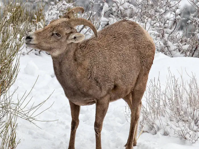 Saddlehorn Campground — Female Desert Bighorn Sheep in Snow
