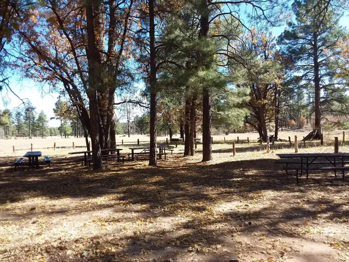 Lewis Canyon — Group picnic site.