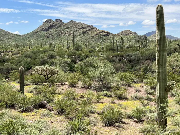 Alamo Canyon Primitive Campground — Several saguaro surrounded by desert plants with a mountain in the background.
