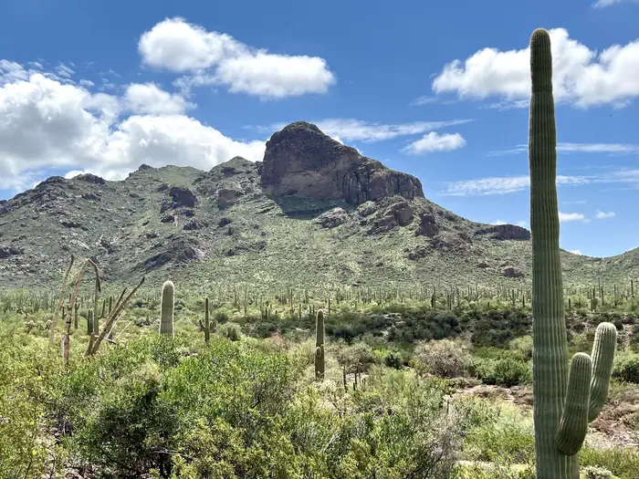 Alamo Canyon Primitive Campground — Cacti in front of a mountain.