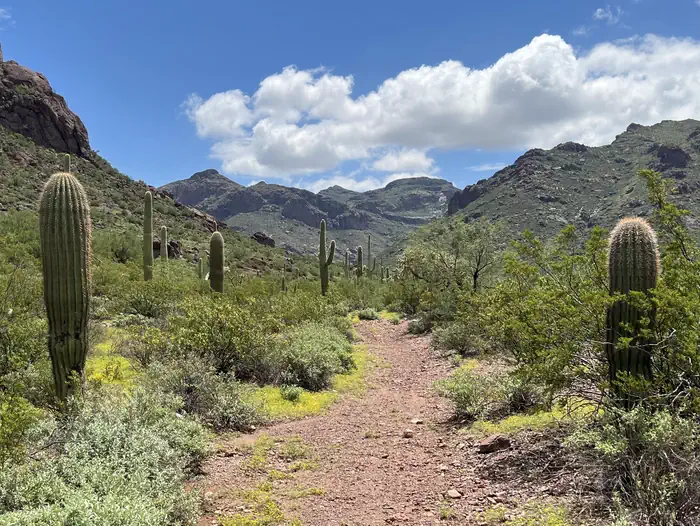 Alamo Canyon Primitive Campground — A trail winds through cacti and plants into the canyon.