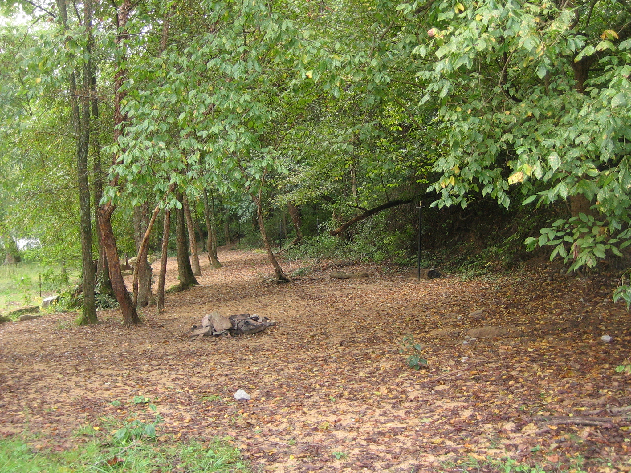 Stone Cliff Campground — A Standard Wooded Walk-In Site at Stone Cliff Campground