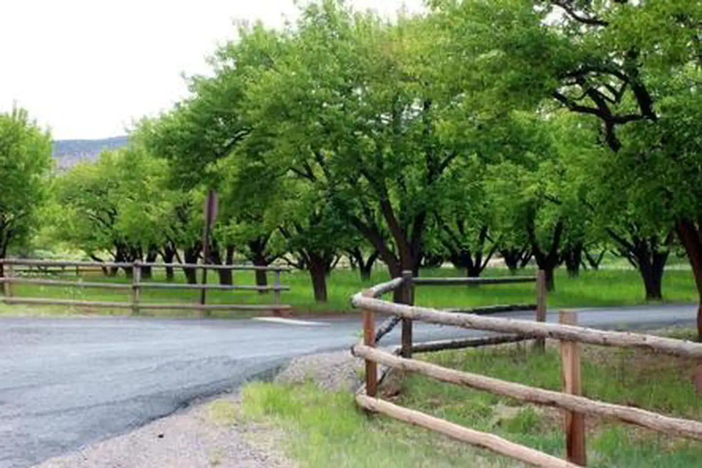 Capitol Reef Fruita Campground — A paved road. There are fences on either side of the road. On the left side of the road there are many trees