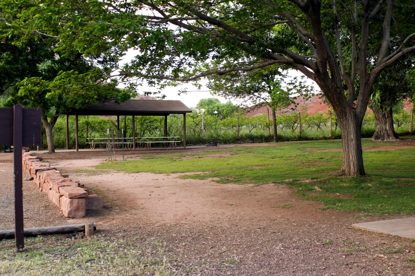 Capitol Reef Fruita Campground — A grassy area. A couple of trees are in the area. A pavilion with picnic tables is in the background.