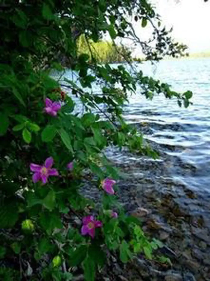 Mcgregor Lake Campground — MCGREGOR LAKE CAMPGROUND