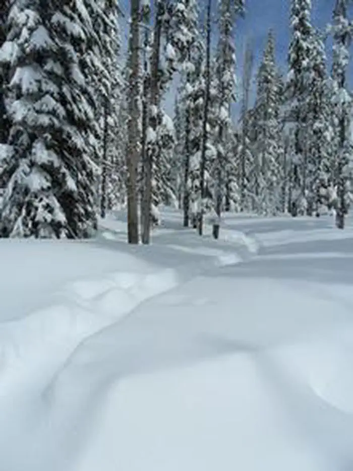 Hemlock Cabin