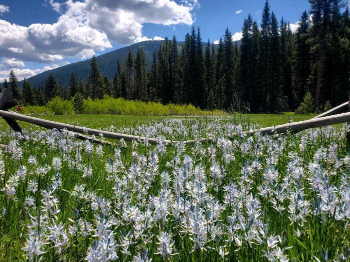 Fales Flat Campground — Camas in bloom at Fales Flat 