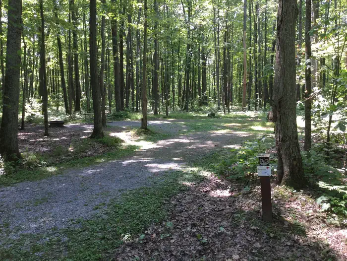 Tracy Ridge — Sun and shadow on a Tracy Ridge campsite