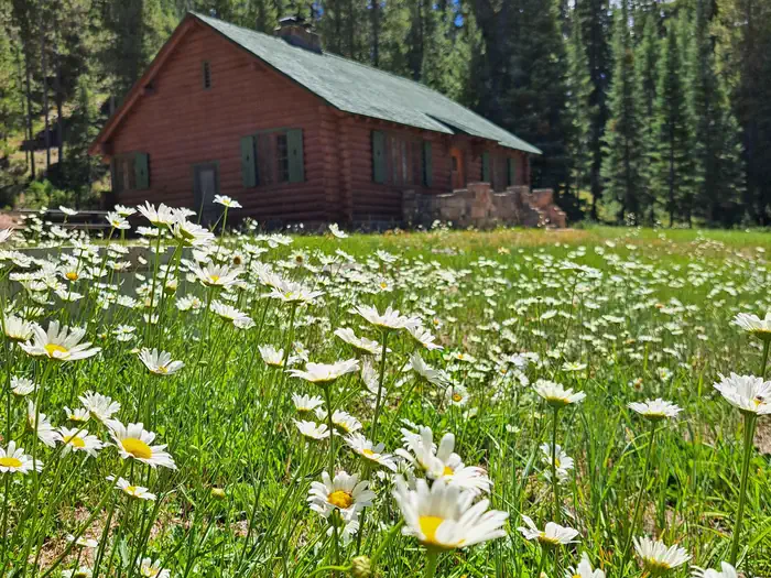 La Prele Guard Station — Wildflowers in Bloom