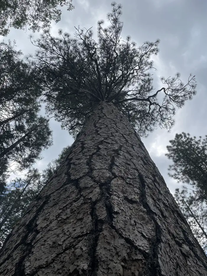 Wawona Campground — Ponderosa Pine Tree in Campground