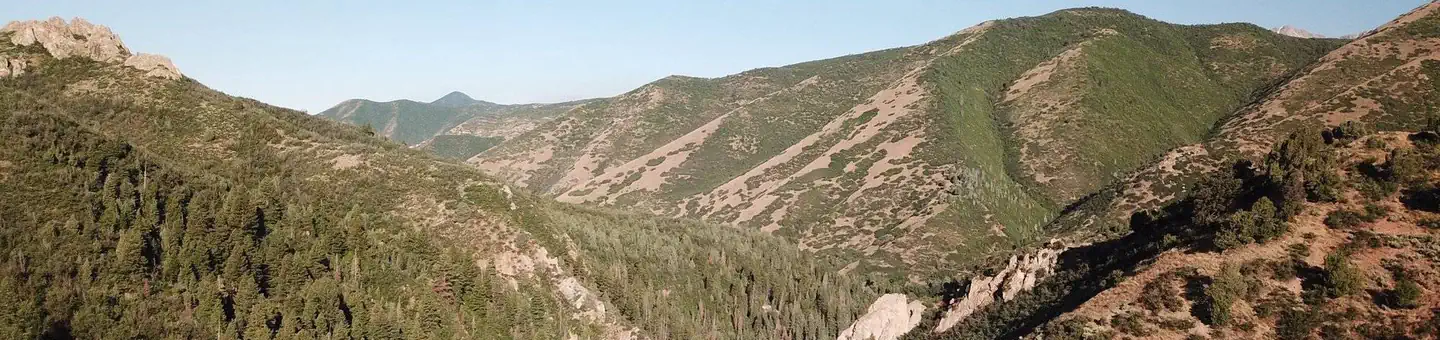 Balsam (uinta-wasatch-cache National Forest, Ut)