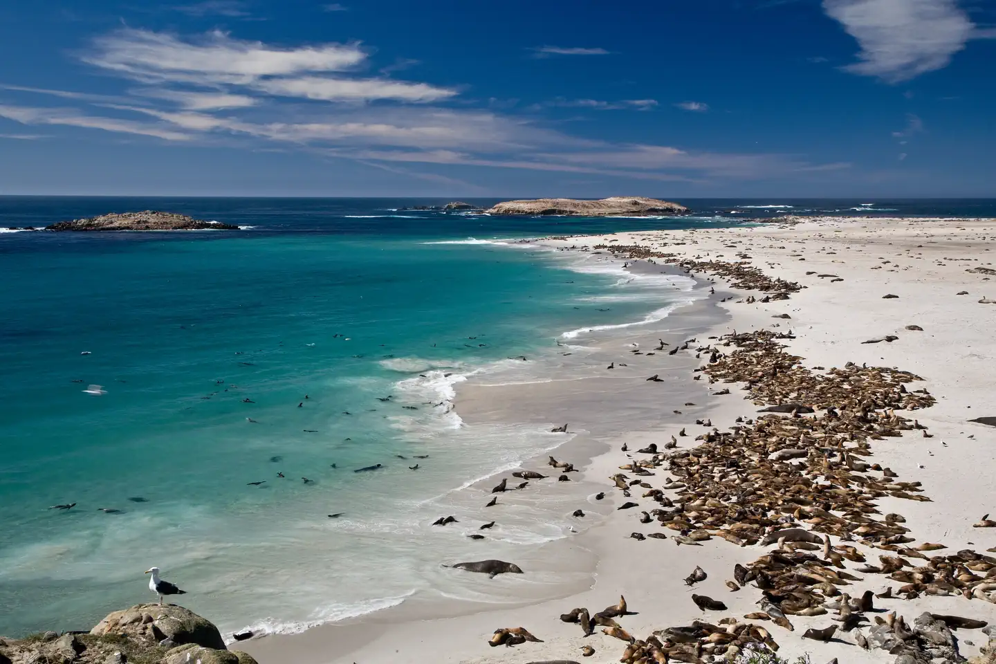 San Miguel Island — White sand beach covered with seals and seal lions.