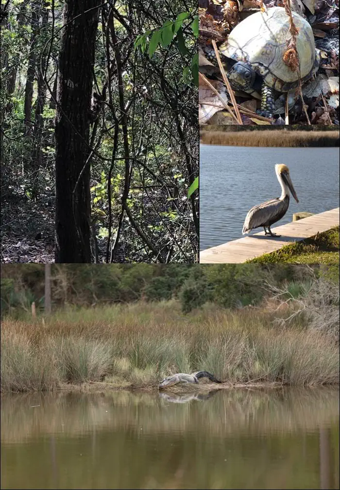 Davis Bayou Campground — Wildlife around campground