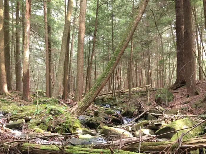 Pine Grove Boat Access Campground — Small, rustic campground just north of Kinzua Wolf Run Marina.