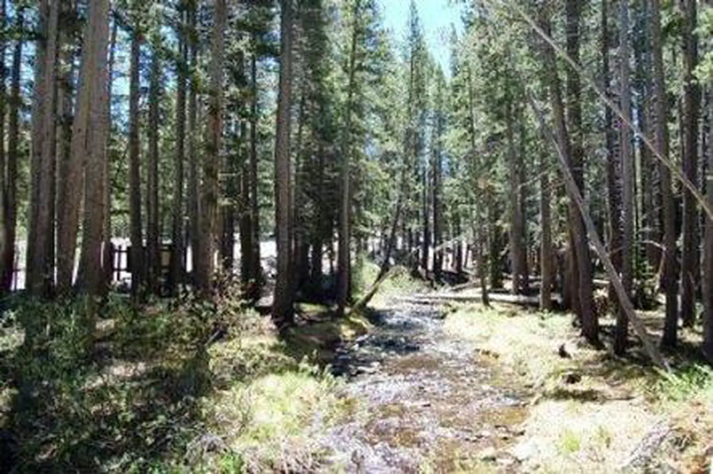 Coldwater Campground - Inyo Nf (ca) — Coldwater Campground
