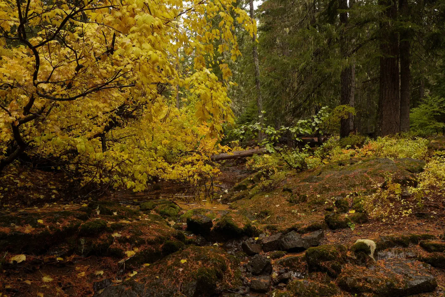 Peterson Prairie Campground — Forest at Peterson Prairie