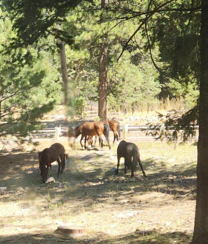 Deerhead Campground — Horses grazing at Deerhead CG.