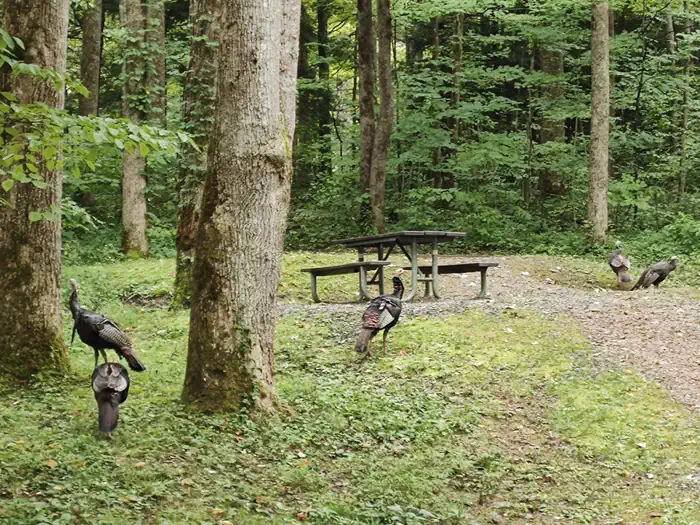 Cosby Campground — A Flock of Turkeys