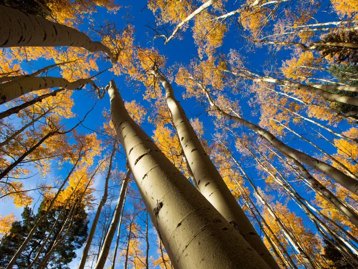 Jacks Creek Group Area — Santa Fe National Forest