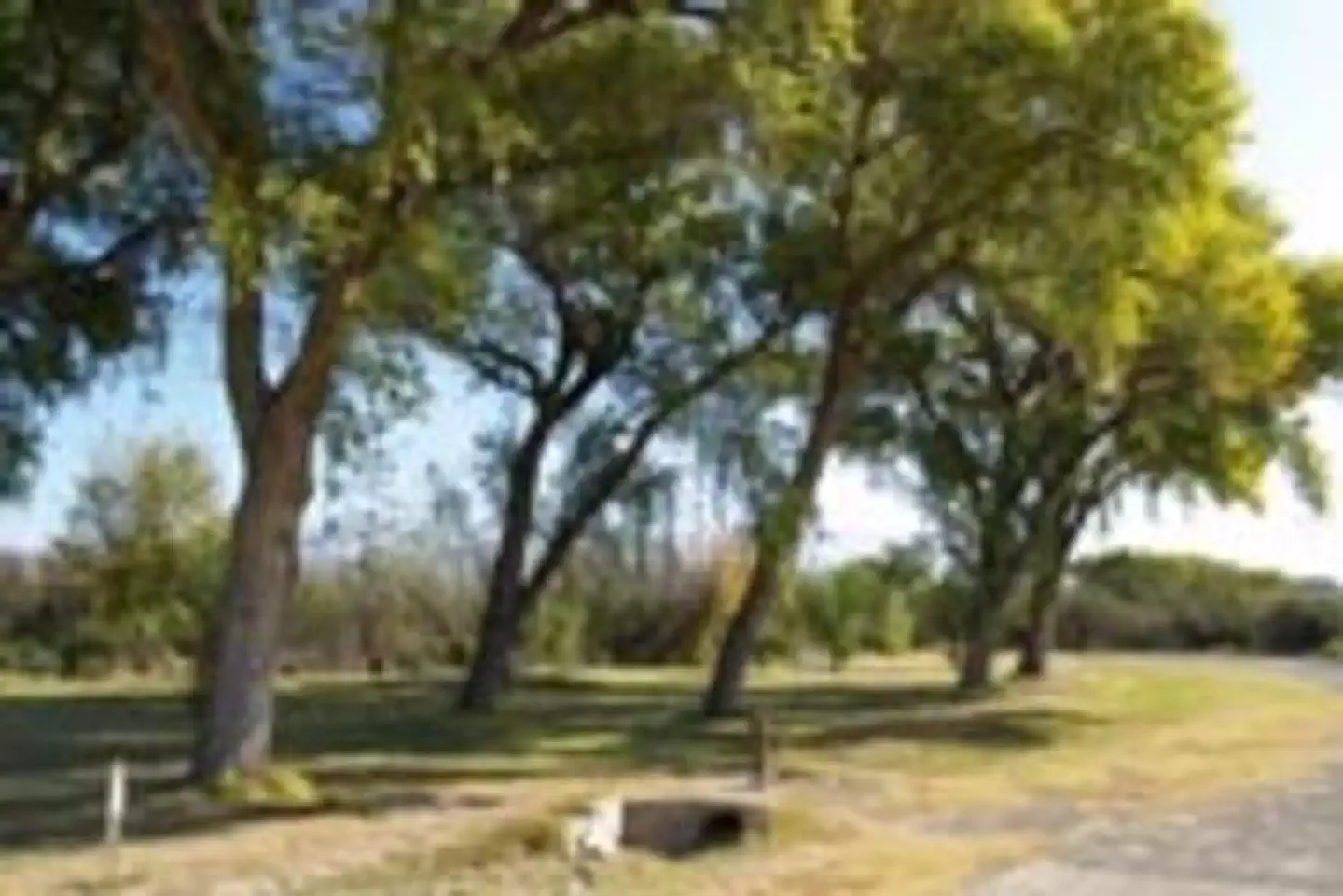 Rio Grande Village Group Campground — Large Cottonwood trees lining the group campsites with green grass
