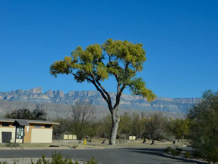 Rio Grande Village Group Campground — Campsites situated among trees, with the Sierra del Carmen mountains in the background