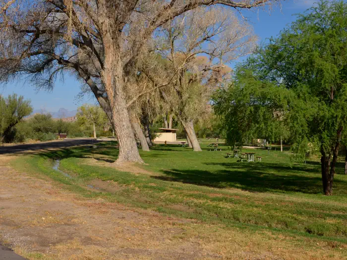 Rio Grande Village Group Campground — Large Cottonwood trees line the group campsites and shade green grassy areas.
