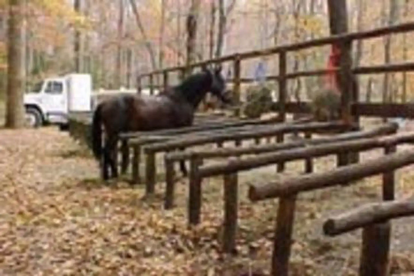 Round Bottom Horse Camp — A horse hitched at Round Bottom Horse Camp