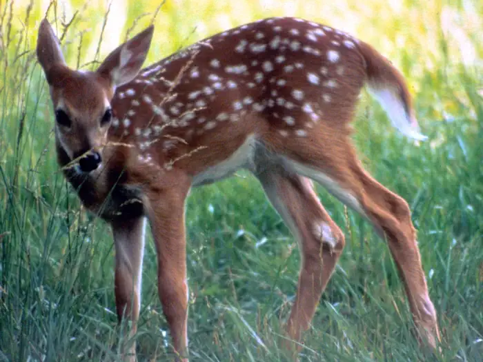 Round Bottom Horse Camp — A deer fawn in the park