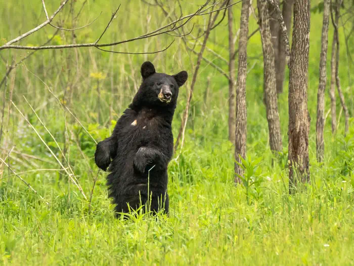 Round Bottom Horse Camp — A Black Bear on hind legs inspects the environment