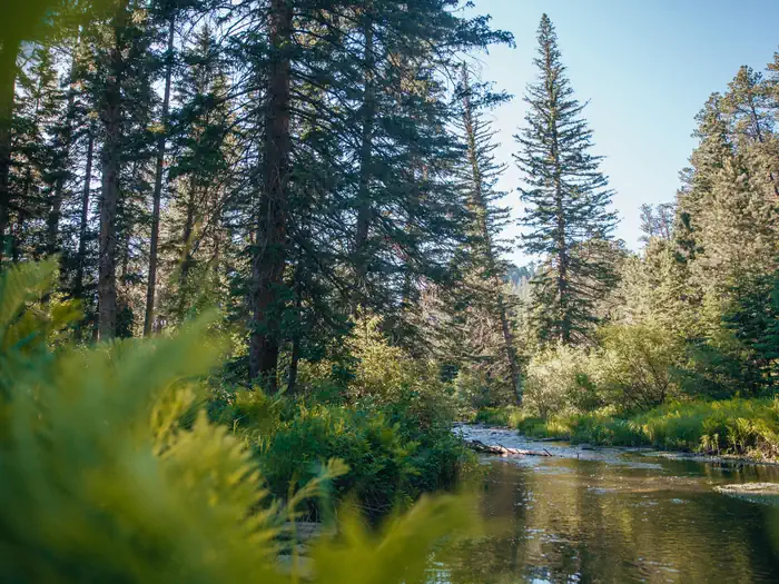 Boxelder Forks Campground — Boxelder Creek