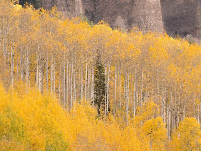 Jumbo Campground — Grand Mesa Uncompahgre and Gunnison National Forest