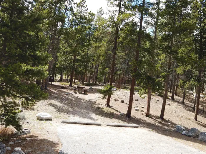 Limber Pine — Limber Pine Campsite