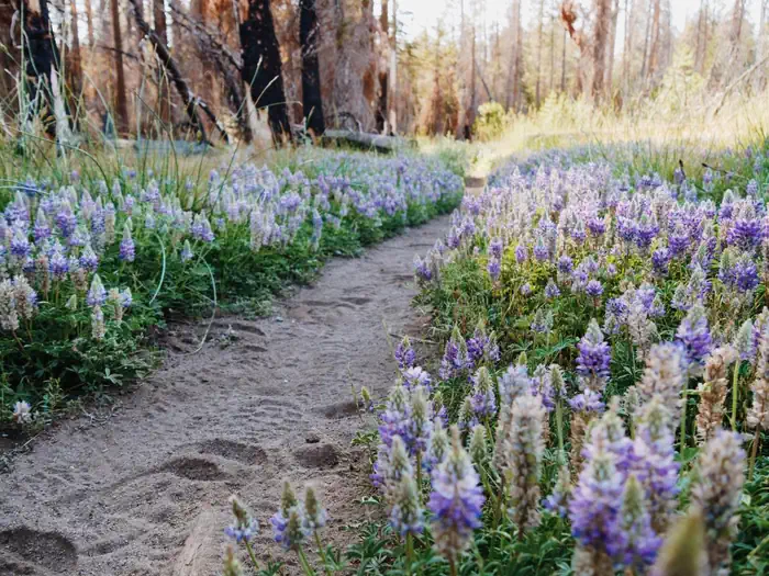 Porcupine Flat Campground — Lupines and footprints along a trail