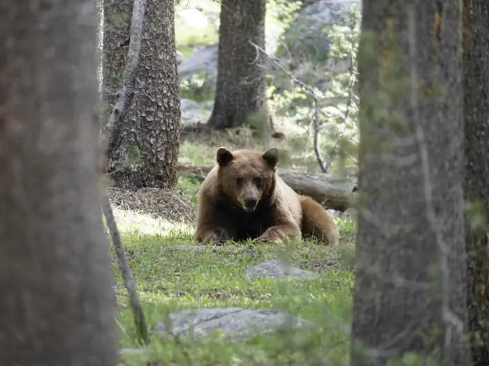 Porcupine Flat Campground — Bear lying on the ground