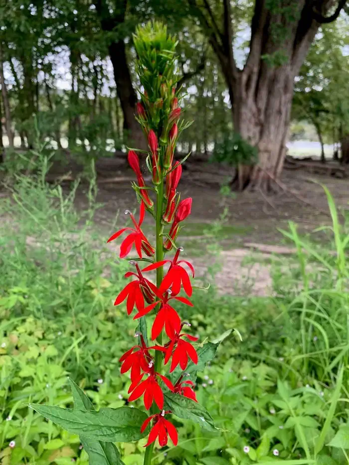 Blackhawk Park — Cardinal Flower