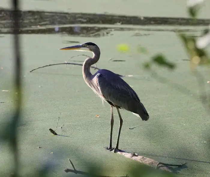 Blackhawk Park — Blue Heron