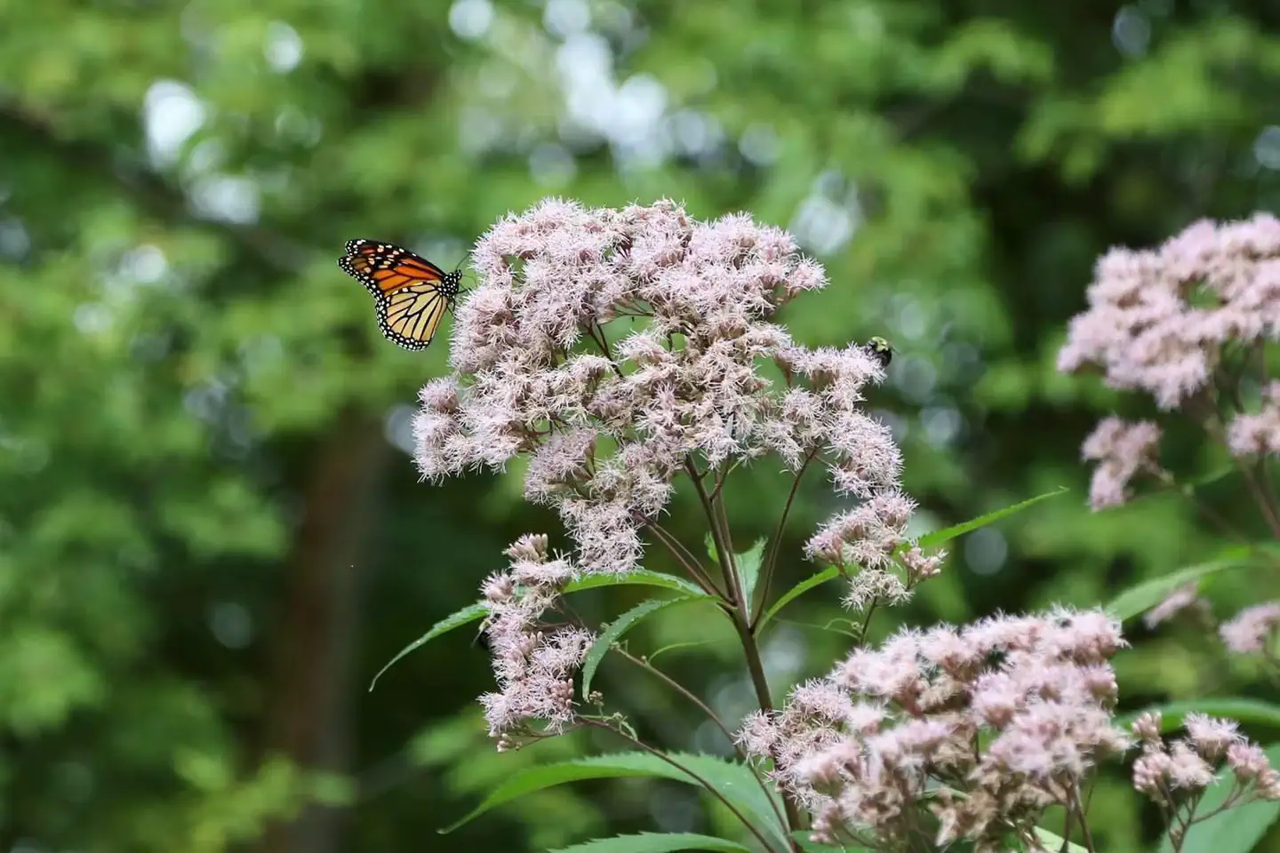 Blackhawk Park — Milkweed