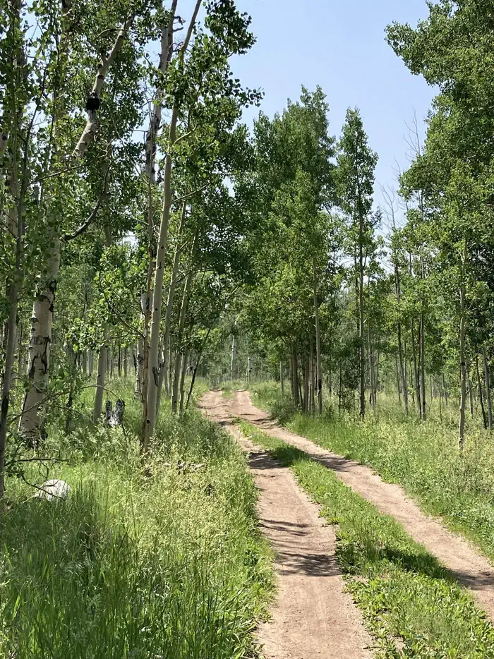 Bassam Guard Station — Dirt road through aspen trees