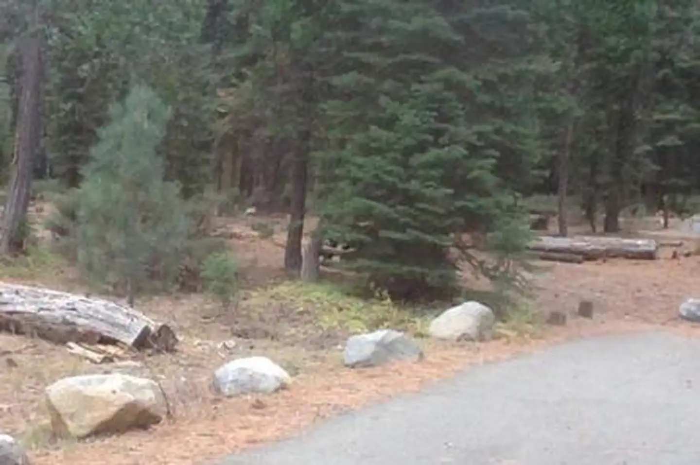 Lewis Campground — LEWIS at FRENCH MEADOWS