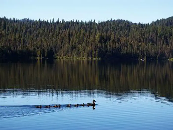 Sagehen Creek — Ducks on Sage Hen Reservoir