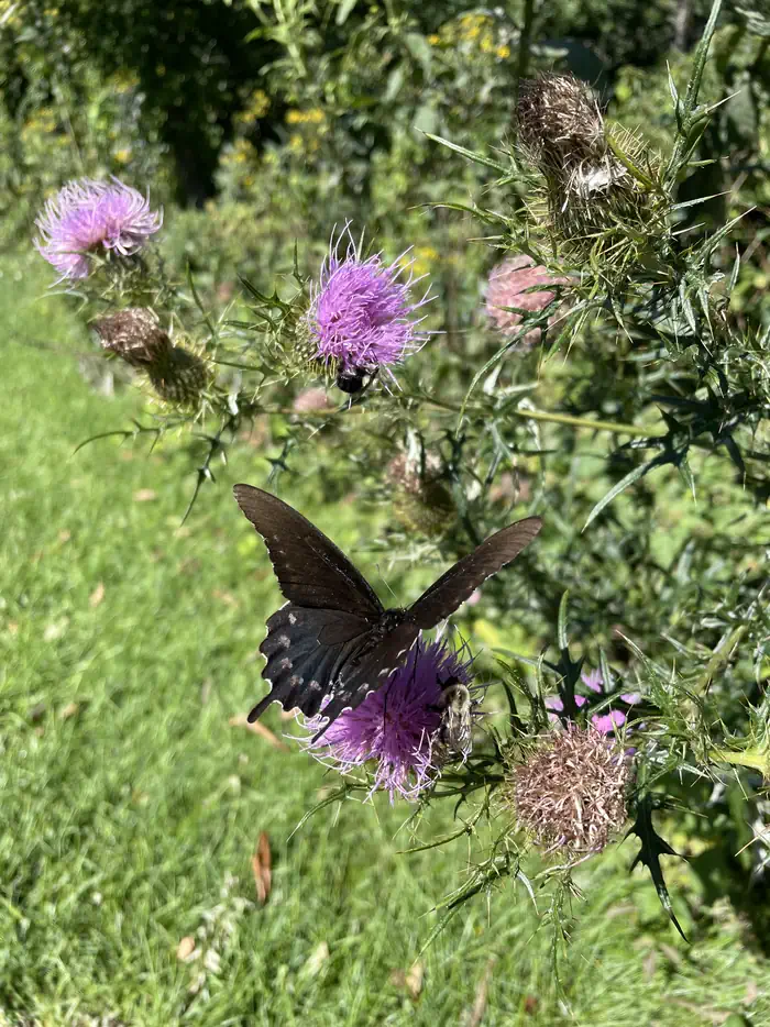 Loft Mountain Campground — A photo of a butterfly on a flower outside the facility of Loft Mountain Campground