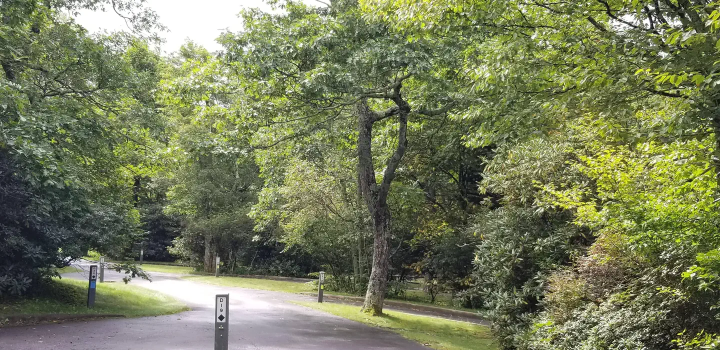 Mount Pisgah Campground — Tall trees help keep the campground cool.